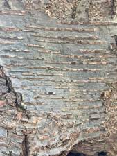 Black birch is easily recognizable by its bark’s prominent lenticels.
