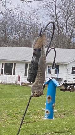 When rodents crash your quarantine: Relocate or exterminate? A squirrel at the bird feeder rigged above a Havahart trap. The author developed a Rube Goldberg strategy, using the bird feeders to seed the squirrel traps.