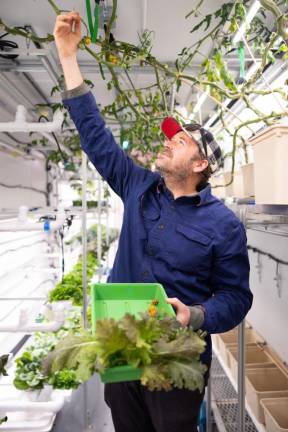 Amend harvesting sungold tomatoes, which he dehydrates and turns into value-added products like the “summer salts” he’s been perfecting.