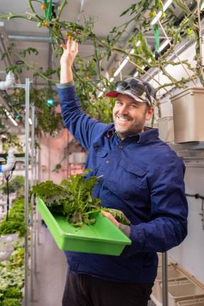 One sungold tomato vine was about 20 feet long and was still fruiting on a sub-freezing day in November, as it had been for six months.