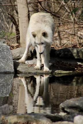 Sleeping with wolves: a suburban adventure