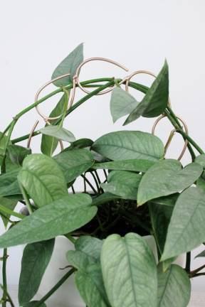 Stuff we dig Plant jewelry