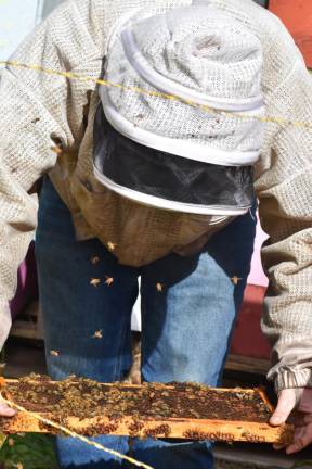 Harrison working his bees, which he prefers to do barehanded.