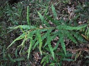 Sweet fern is not actually a fern, but a shrub with a strong resemblance. Pluck a few leaves for a local version of chai.
