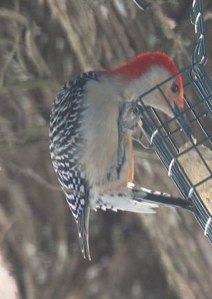 The red bellied woodpecker appears to take precedence.