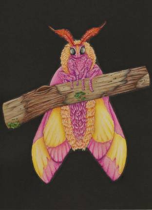 Rosy Maple Moth