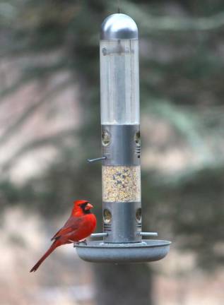 The cardinal always defers to the blue jay and the blue jay to the woodpecker.