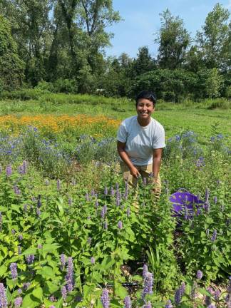 Amara harvesting anise hyssop