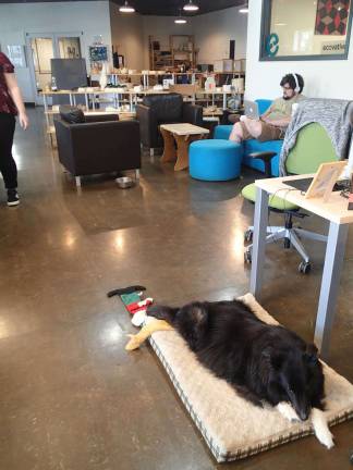The open layout office is dog friendly.