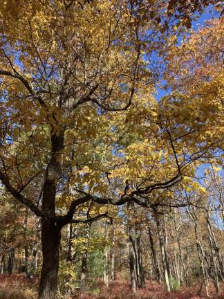 A sassafras tree with branches “bent at the elbows.”