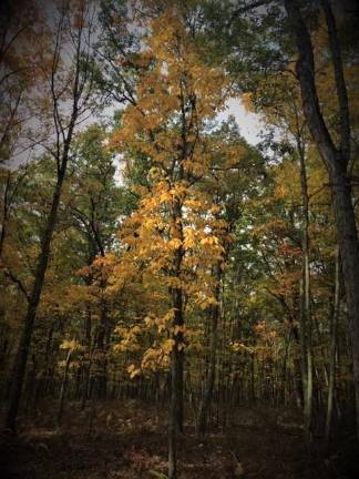 Sassafras tree in autumn.