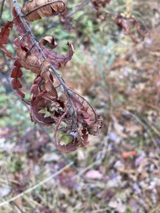 Sweet fern in its winter state.