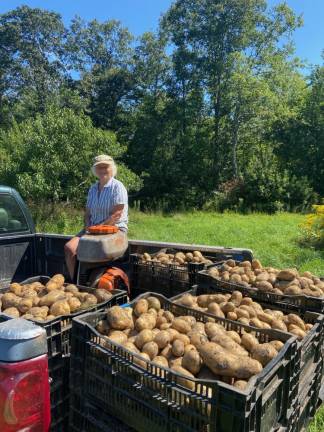 Julie Rawson with the potato harvest at Many Hands Organic Farm in rural Massachusetts.