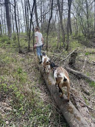 How motherhood taught me to forage The author and her son brought the goats on their spring foraging expedition.