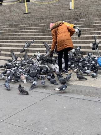 City pigeons behave like distant cousins to the farm variety.