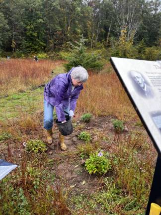 Turning lawns into lifelines Volunteer Tatyana Kemarskaya planting garden phlox and adding topsoil in the fall of 2023 at the all-volunteer Pollination Meadow at a historic trail in Tuxedo, NY.