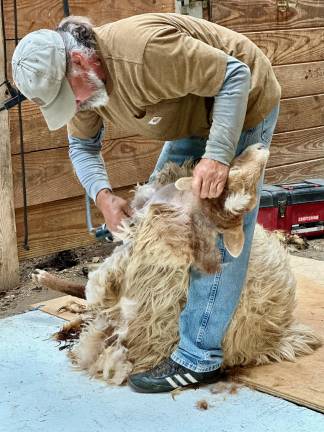 Zen and the art of felting a sunflower Sheep shearer Mike Gates at All One One All Farm last March.