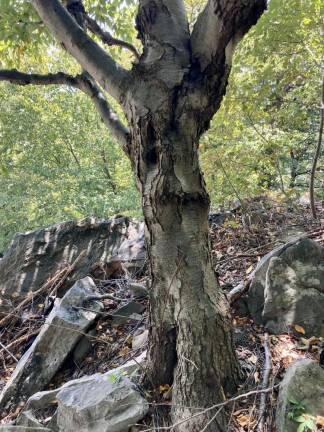 Nature’s aspirin freshens breath too