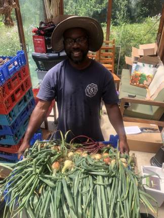 Edgar Hayes harvesting onions.