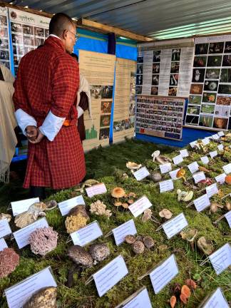A mushroom hunter’s Shangri-La Attendees of the Matsutake Mushroom Festival, held annually since 2008