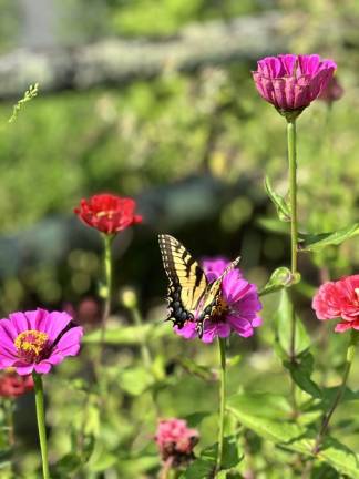 Turning lawns into lifelines A swallowtail butterfly in the Warwick Valley Winery demo garden.