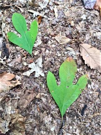 “T-Rex footprint”-shaped leaves