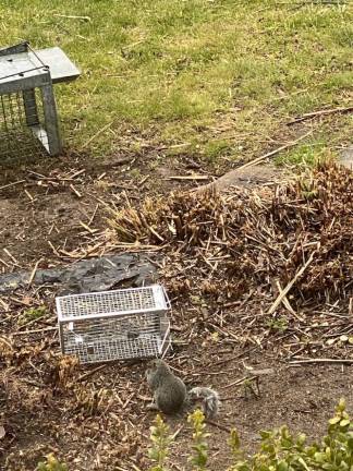 When rodents crash your quarantine: Relocate or exterminate? After a bear mangled one of the author’s three Havahart traps, he was forced to switch gears — again.