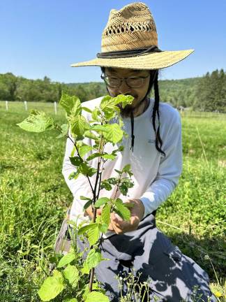 Cancer was an ultimatum from my body Cheah tending a hazelnut seedling.