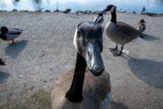 Geese – A Day’s Theme