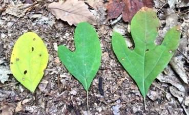 The three different leaf shapes found on each sassafras tree.