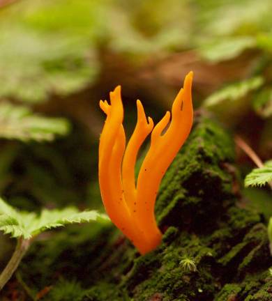 A mushroom hunter’s Shangri-La A mushroom hunter’s Shangri-La