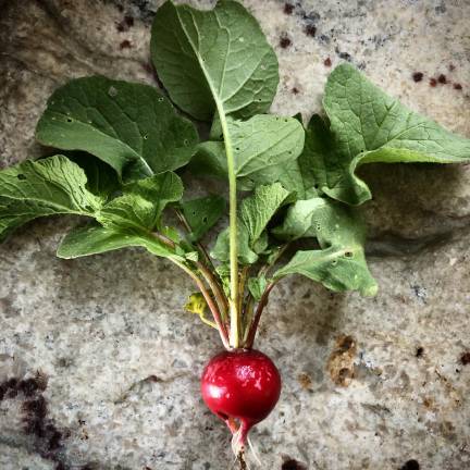 Gardening when the stakes feel high