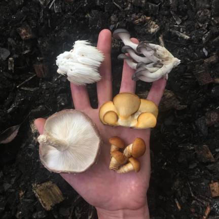 Mushrooms grown by Berman, clockwise from upper right: oyster, olive oysterling, nameko, shiitake and combs tooth