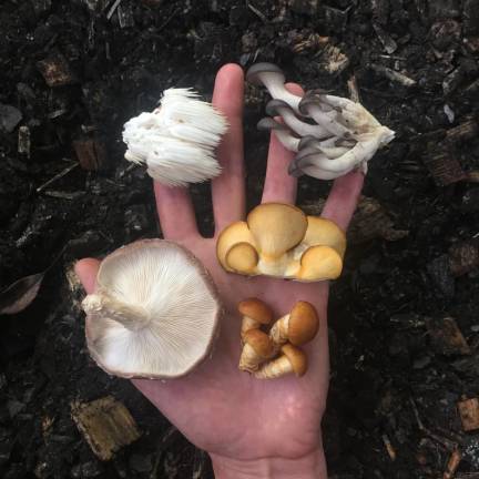 A spoonful of fire Mushrooms grown by Berman, clockwise from upper right: oyster, olive oysterling, nameko, shiitake and combs tooth