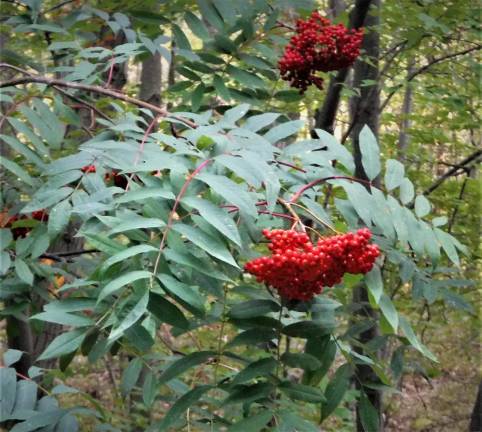 Fruits are small, no more than a ¼-inch in diameter, but eye-popping red when ripe and shaped liked little apples.