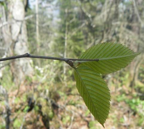 A black birch twig.