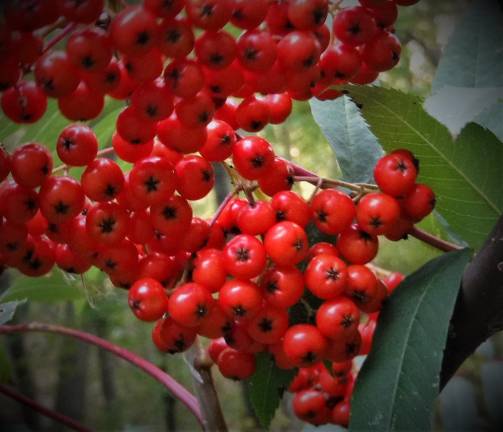 Look for mountain ash (<i>Sorbus americana</i>) in the mountains, sharing space with balsam fir and birch or on rocky cliffs all by itself.