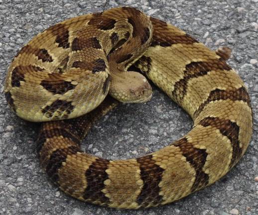 On my regular morning walk to Cascade Lake a few years ago, I came upon a timber rattlesnake.