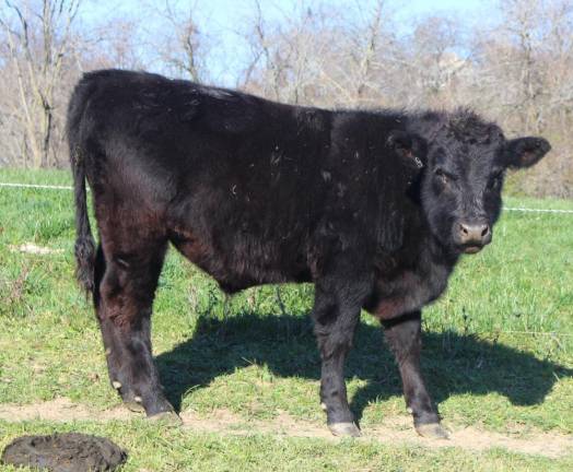 A cow at Kezialain Farm in the Town of Minisink, N.Y., which has been in the Lain family since 1775.