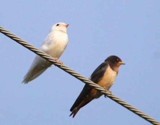 Swallow of a different color