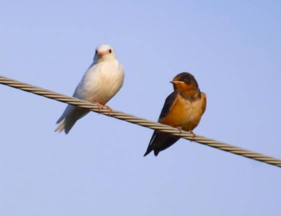 Swallow of a different color