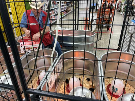 Coop dreams Gene Latham, of Tractor Supply in Chester, packed chicks up for a family expanding its laying flock in May.