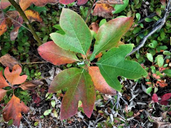 Sassafras seedling