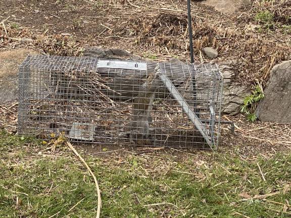 When rodents crash your quarantine: Relocate or exterminate? After catching Mama Chungus, the author noticed her teats, ready for use, and let her go.
