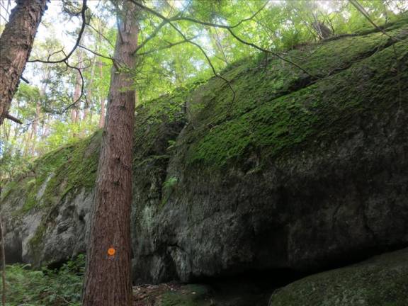 Moss like an altar to the goddess of chlorophyll on the Minisink-Lenape Ridge.