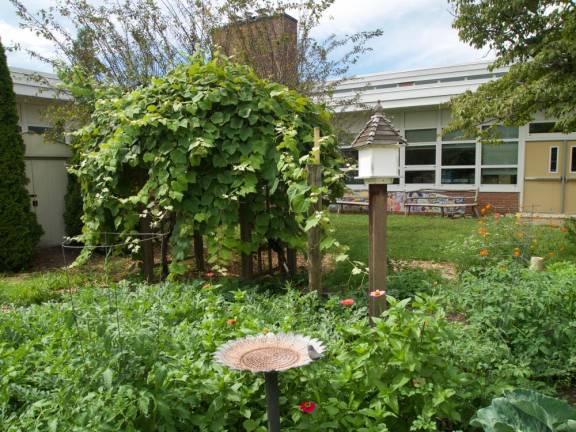 Wresting a school courtyard back from the weeds