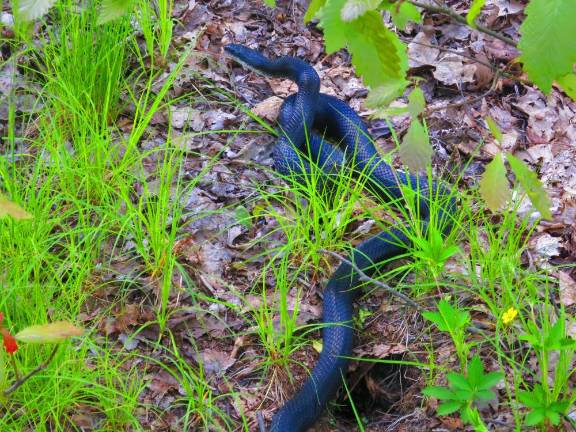 Homo frigging sapiens A black rat snake. Its iridescence looked, from one vantage point, deep black.