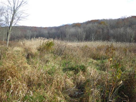 An unremarkable stretch of the Appalachian Trail, at any moment, can become a wonder.