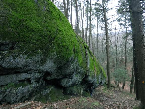 Moss like an altar to the goddess of chlorophyll.