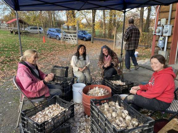 A group popping garlic at Genesis Farm in preparation to plant. The farm relies upon “tremendous community help,” said farmer Mike Baki.
